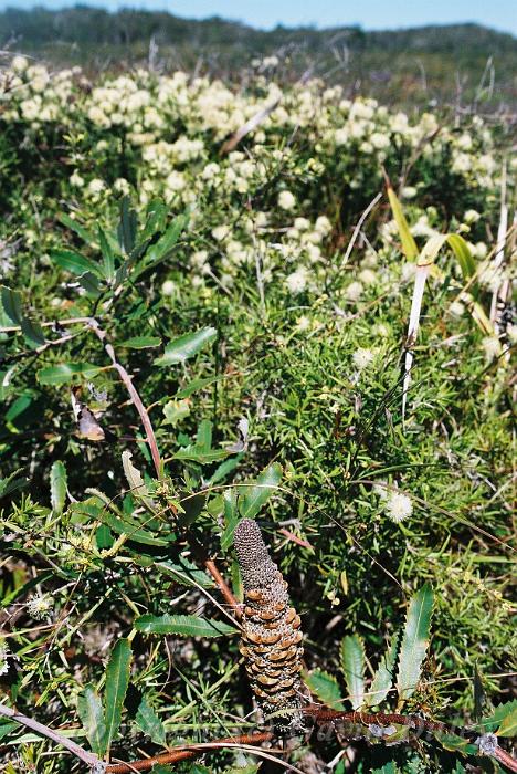 Dwarf banksias, Red Rock F1000025.JPG